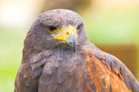 Portrait d'aigle 