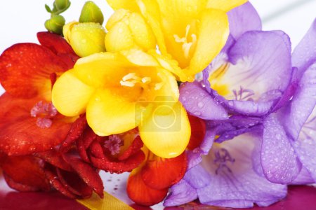La floraison Freesia 