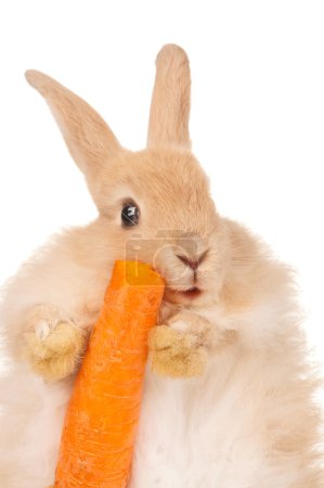 Lapin mignon 