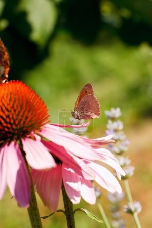 Papillon sur fleur d'échinacée 