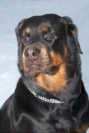 Femme d'un chien de race un Rottweiler contre la neige. 6 ans 