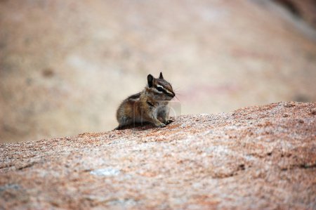 Montres Chipmunk 