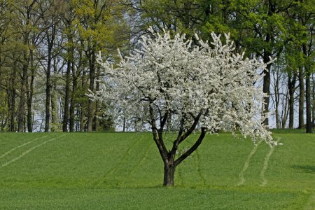 Cerisier au printemps, Hagen, Basse-Saxe, Allemagne, Europe 