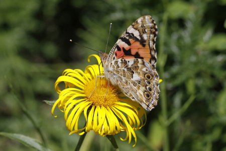Papillon Dame Peinte (Vanessa cardui) sur Tête jaune de feuilles de saule, (Inula )