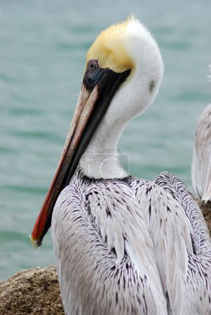 Oiseau