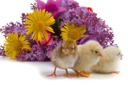 Poulets et bouquet de fleurs 