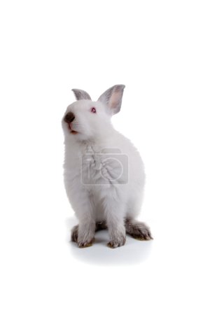 lapin