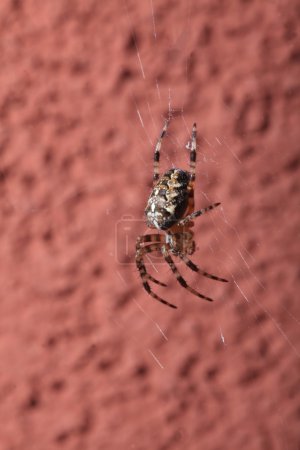 Araignée sur toile humide 