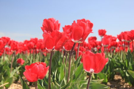 Tulipes rouges sur un champ 