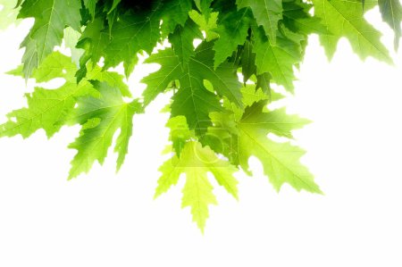 Feuilles d'érable fraîches vertes 