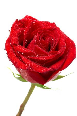 Rose !