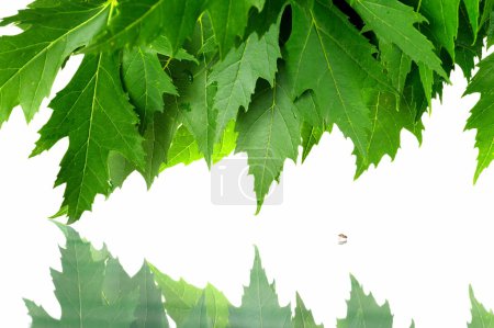 Feuilles d'érable fraîches vertes 