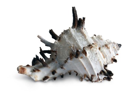 coquille de mer sur le fond blanc