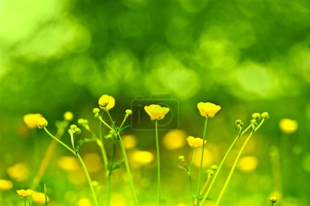 printemps fleurs fond