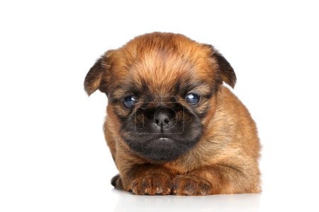 Chiot Griffon Bruxelles sur fond blanc 