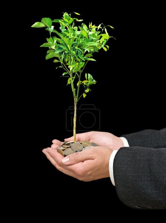 Agrumes sapling dans les mains 