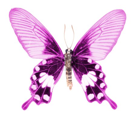 papillon isolé sur fond blanc