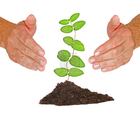 Arbre protégé par les mains 