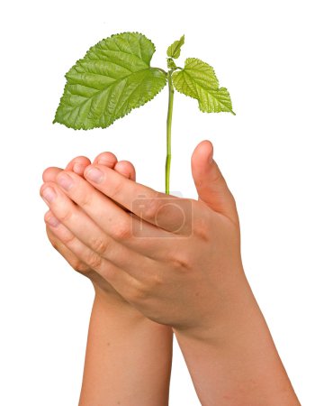 germer dans les palmiers comme symbole de protection de la nature 