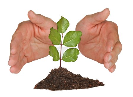 Arbre protégé par les mains 