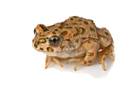 Gros plan sur le crapaud 