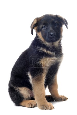 chiot berger allemand 