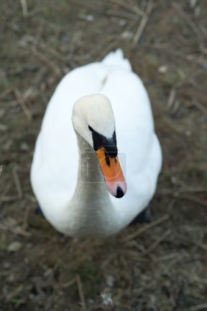 Cygne angle élevé 