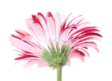 Gerbera rose Fleur du dos 