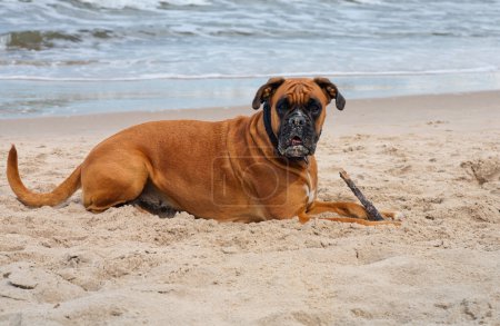 chien sur la plage