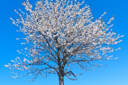 Arbre en fleurs au printemps 