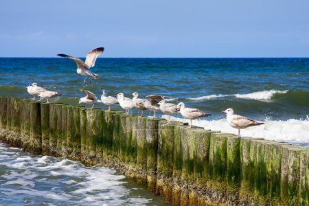 Mouettes et mer bleue 