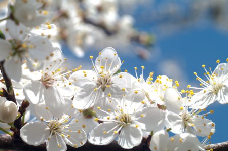 Fleurs