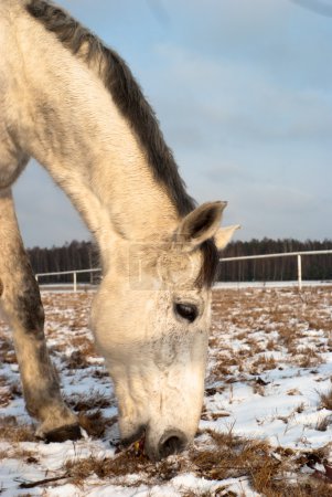 cheval