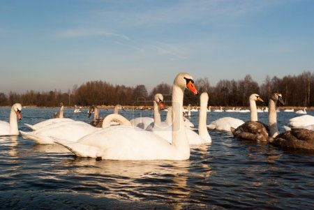 cygne