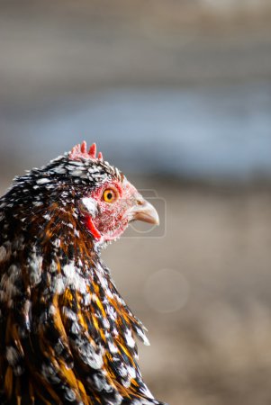 Poulet