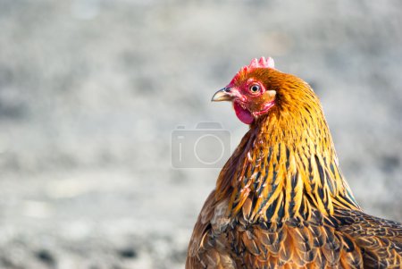 Poulet
