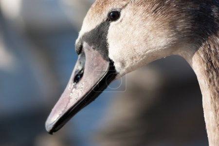 cygne