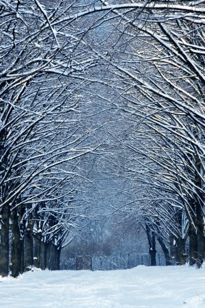 Heure d'hiver en forêt avec route 