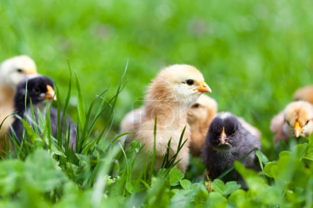 Groupe de poussins bébé dans l'herbe 
