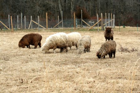 Pâturage de moutons dans un champ 