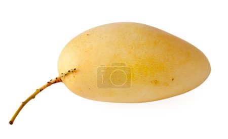 Mangue jaune fraîche 