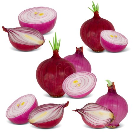 oignon