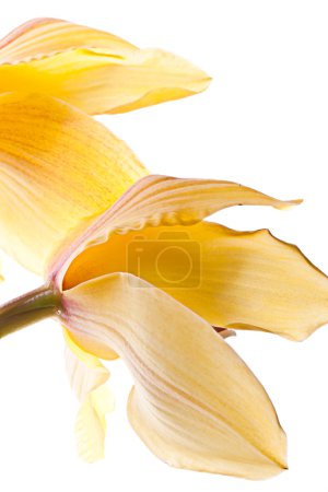 Délicat asiatique jaune lys macro 