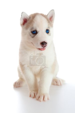 Chiot un husky, isolé .