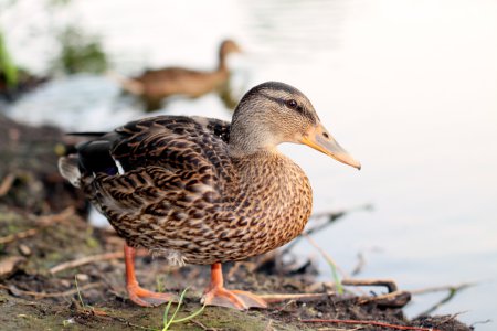 Canard sauvage .
