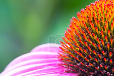 Fleur