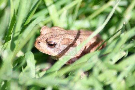 Crapaud brun 