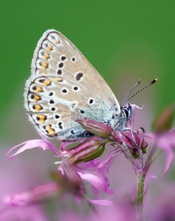 Papillon