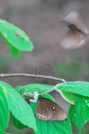 Papillon