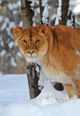 Lionne en hiver 